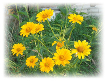 DSCN8302-1.jpg