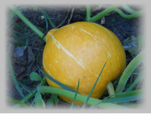 DSCN8370-1.jpg