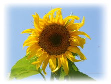 DSCN8378-1.jpg