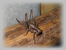 DSCN8384-1.jpg