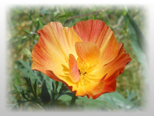 DSCN8398-1.jpg