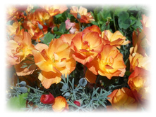 DSCN8411-1.jpg
