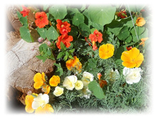 DSCN8413-1.jpg
