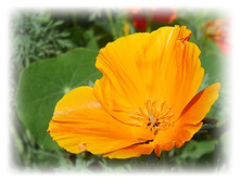 DSCN8414-1.jpg