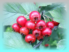 DSCN8518-1.jpg