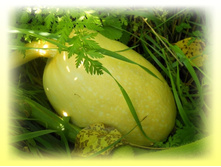 DSCN8526-1.jpg