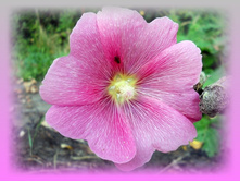 DSCN8531-1.jpg