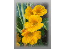 DSCN8540-1.jpg