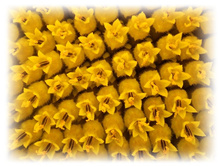 DSCN8555-1.jpg