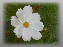 DSCN8578-1.jpg