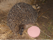 DSCN8138.JPG