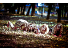 zombi-08611.jpg