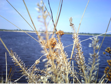 IMG0427.jpg