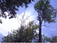 IMG0433.jpg