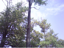 IMG0434.jpg