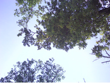 IMG0435.jpg