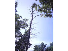 IMG0444.jpg