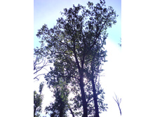 IMG0445.jpg