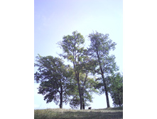 IMG0447.jpg