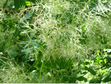 2007 041.jpg