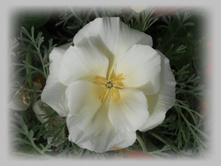 DSCN8658-1.jpg
