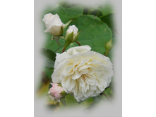 DSCN8702-1.jpg