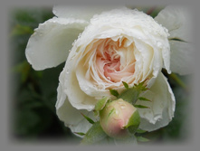 DSCN8705-1.jpg