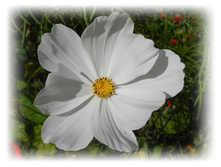 DSCN8813-1.jpg