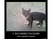 81287-s_kosymi_glazami_kote_v_dvoine_ohuenen.jpg
