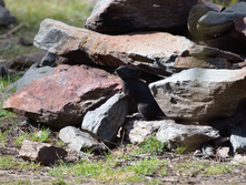 DSC_1777_01.JPG
