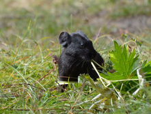 DSC_1781_01.JPG
