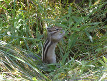 DSC_2203_01.JPG