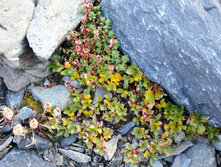 ������� �������� (Rhodiola algida). 