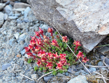 ������� �������� (Rhodiola algida)