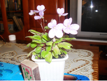 SDC11133.JPG