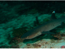 GEDC1038.JPG