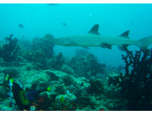GEDC1060.JPG