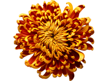 dbae2ca57a9c_resize.png