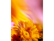 56163_resize.jpg