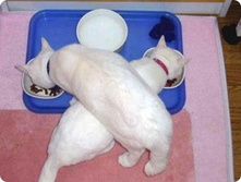 ����- ����� �������