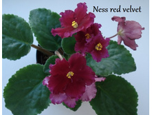 ness red velvet