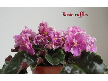 rosie ruffles