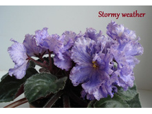 Stormy Weather