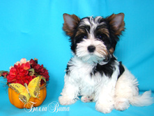 ���� 2,5 �.jpg