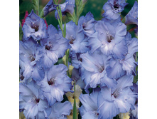 ��� �� ����                 COTE D\'AZUR	10,39�.