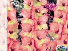 �����                          Dandy	7,43�