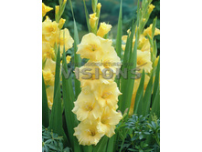 ����������� ���� Jacksonville Gold	4,54�.
