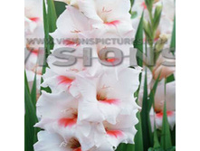 ������� ����          Lowland Queen	9,60�