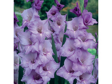 �����                       MILKA	   9,72�.