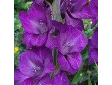 ����� ����                PURPLE MATE	9,72�.